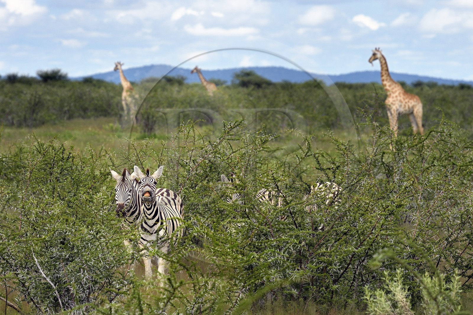 Namibie, région de Oshikoto, Parc National d'Etosha, zèbres de Burchell (Equus burchellii) et girafes (Giraffa camelopardalis)