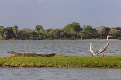 Tanzania, Selous Game Reserve is one of the largest fauna reserves of the world and designated a UNESCO World Heritage Site in 1982, Nile crocodile (Crocodylus niloticus) and heron on the lake Nzerakera from the Rufiji river