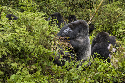 Rwanda, Province du Nord, Parc National des Volcans dans la chaine des Monts Virunga, mont Karisimbi, gorille des montagnes (Gorilla beringei beringei), dos argenté (silverback) nommé Impuzamahanga qui est le male dominant du groupe Susa