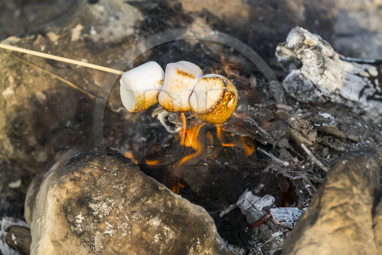 France, Maine-et-Loire (49), Saumur, faire griller des guimauves sur un feu de camp