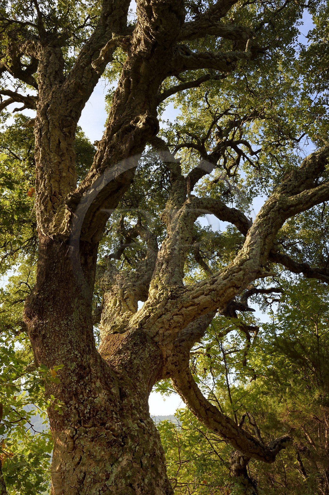 France, Var (83), Massif des Maures, Collobrières, chêne liège (Quercus suber)