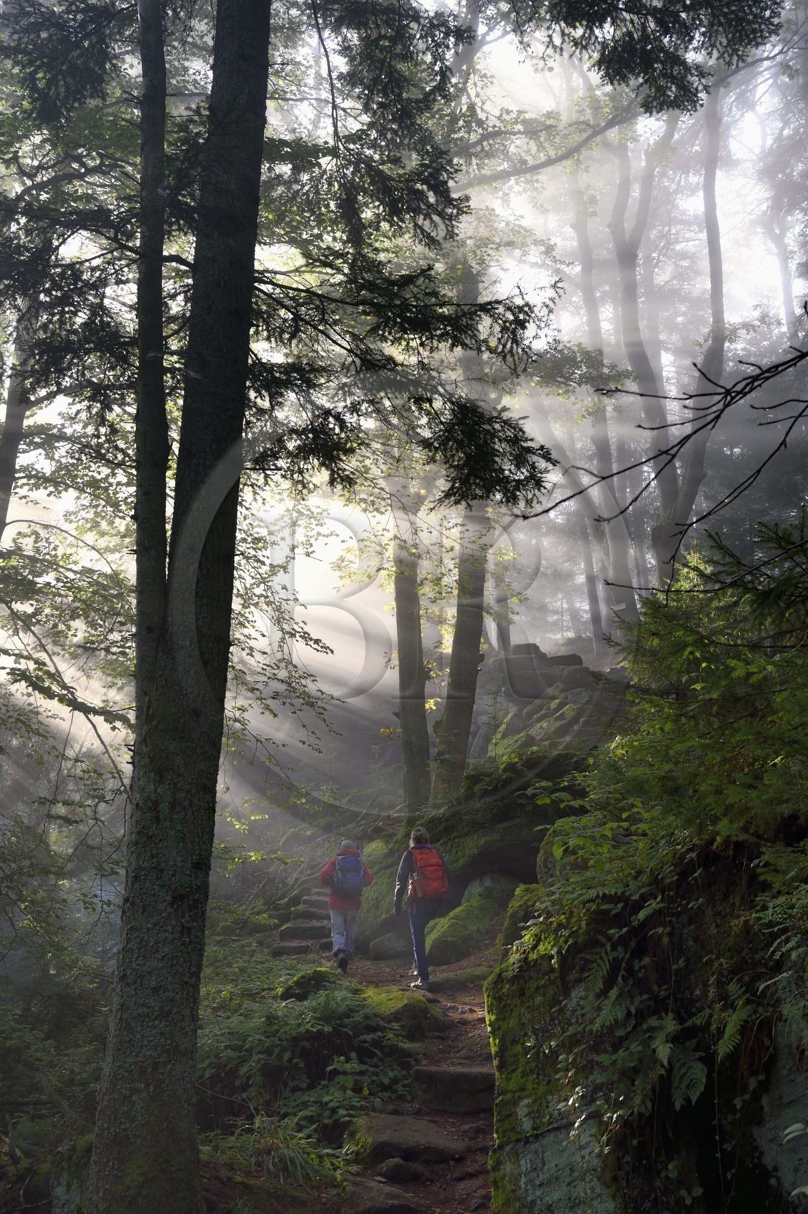 France, Bas-Rhin (67), Mont Saint-Odile, randonnée le long du Mur Païen, vestige d'un mur d'enceinte probablement de l'époque mérovingienne d'une longueur totale de onze kilomètres, lever de soleil dans la brume du petit matin