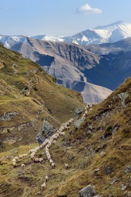 Azerbaïdjan, région de Quba (Guba), chaine de montagne du Grand Caucase, randonnée entre le village de Qalaxudat et de Giriz, colonne de moutons