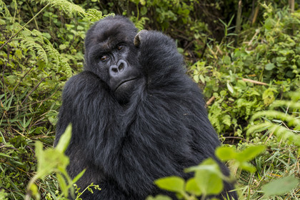 Rwanda, Province du Nord, Parc National des Volcans dans la chaine des Monts Virunga, mont Karisimbi, gorille des montagnes (Gorilla beringei beringei) du groupe Susa, male appelé dos argenté (silverback)