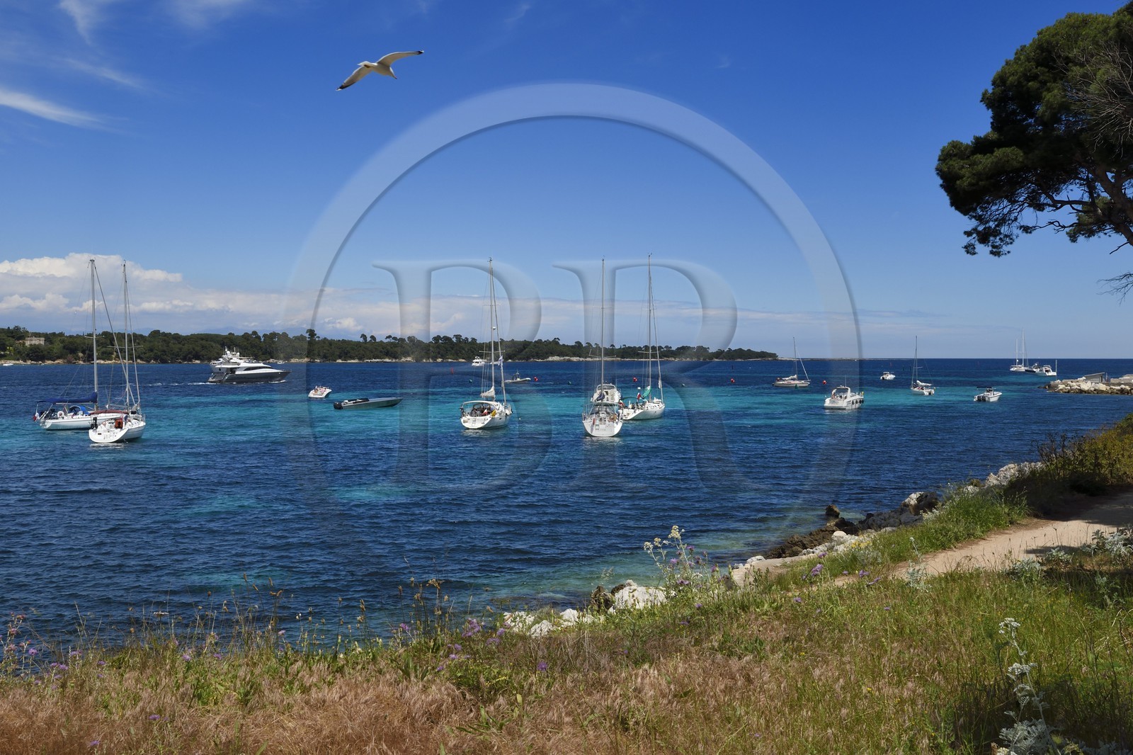 France, Alpes-Maritimes (06), Cannes, Iles de Lérins, Ile de Saint-Honorat
