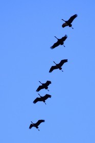 France, Indre, Berry, Parc Naturel Regional de la Brenne (Natural Regional Park of La Brenne), Rosnay, Red Sea pond (etang de la Mer Rouge), Common Crane (Grus grus), flight at sunset
