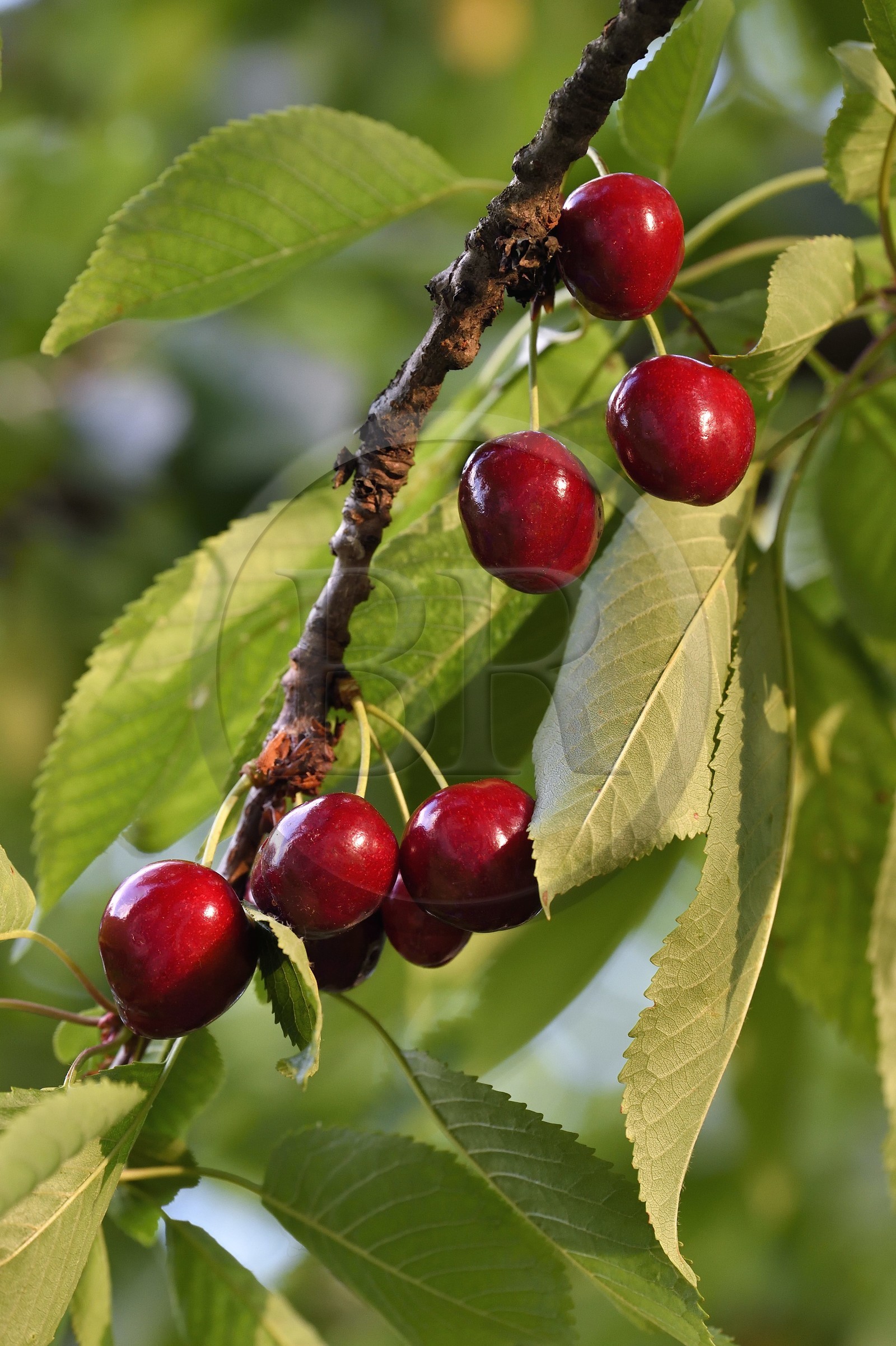 France, cerisier (Prunus cerasus), cerises dans l'arbre