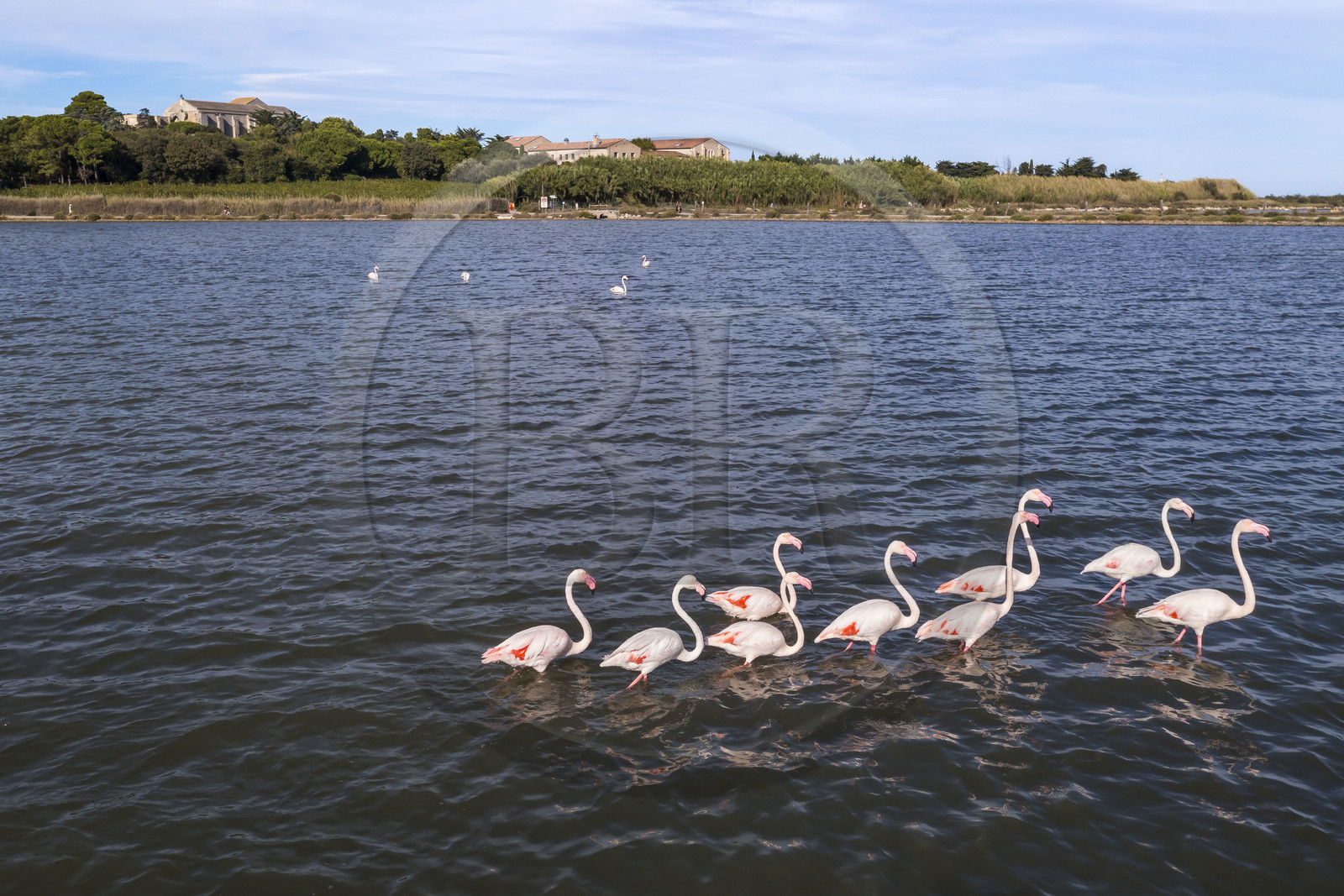 France, Hérault (34), Villeneuve-lès-Maguelone (Palavas-Les-Flots), flamants roses dans l'Etang de Pierre Blanche devant l'Ile de Maguelone et la cathédrale Saint-Pierre-et-Saint-Paul de Maguelone (vue aérienne) France, Herault, Villeneuve les Maguelone (Palavas Les Flots), pink flamingos in the Pierre Blanche pond in front of Maguelone Island and the Saint-Pierre-et-Saint-Paul de Maguelone cathedral (aerial view)