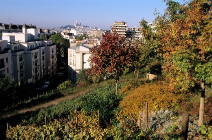 France, Paris (75), jardin du quartier de la rue Lardennois (Buttes Chaumont) avec vue sur le Sacré-Coeur
