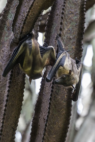Rwanda, Province de l’Ouest, Karongi (anciennement nommée Kibuye), lac Kivu, Ile Napoléon ou Tembabagoyi, Roussette paillée africaine ou Roussette des palmiers africaine ou Roussette jaune (Eidolon helvum) dans un Euphorbe candélabre