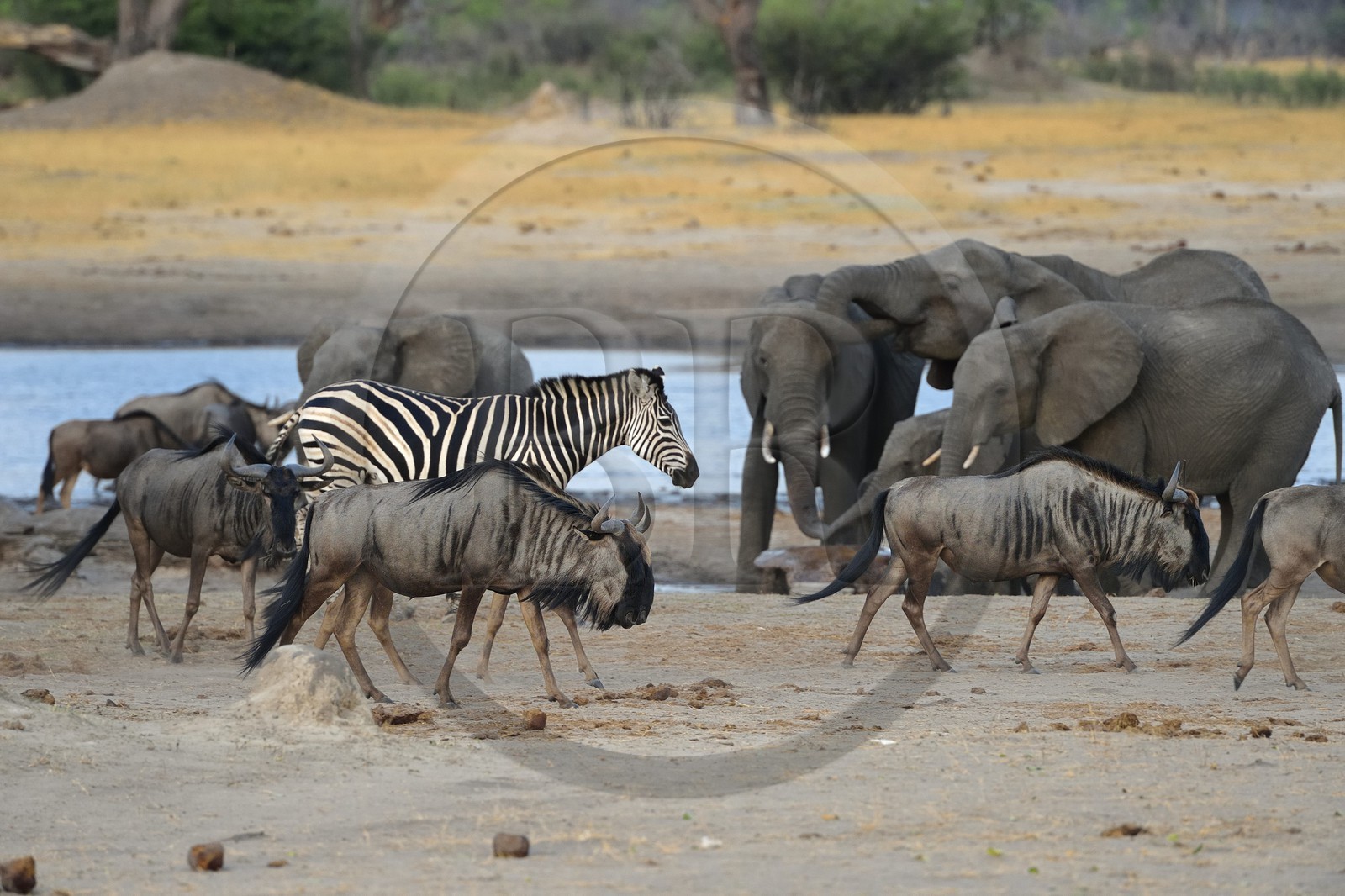 Zimbabwe, province de Matabeleland septentrional, parc national Hwange, gnous bleus (Connochaetes taurinus)