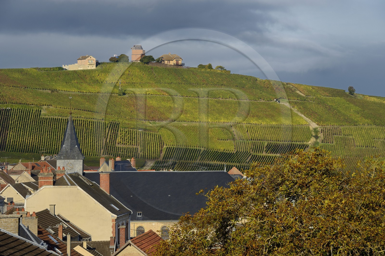 France, Marne, Parc Naturel de la Montagne de Reims (Natural Park of Montagne de Reims), Verzenay, Champagne vineyards