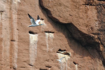Canada, province de Québec, Gaspésie, île Bonaventure, fous de Bassan