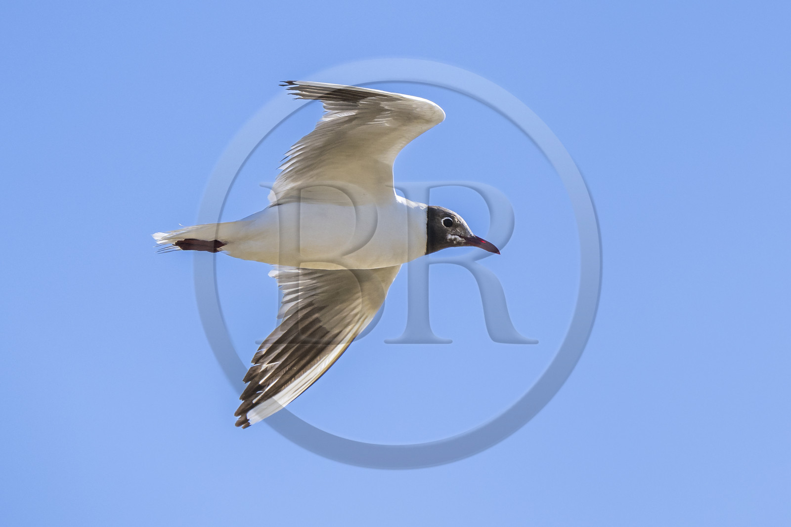 France, Vendée (85), île de Noirmoutier, Barbatre, mouette rieuse (Chroicocephalus ridibundus)
