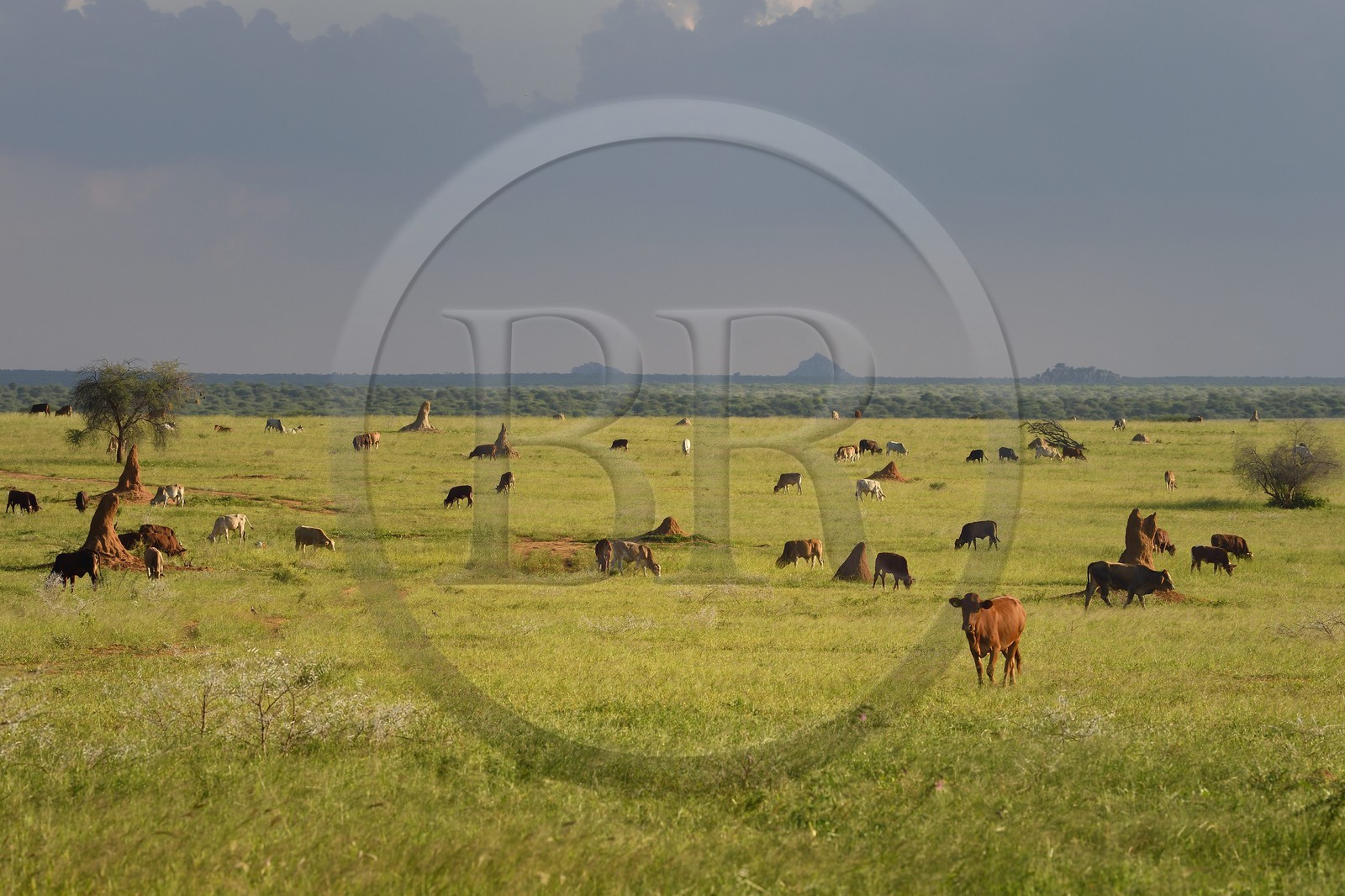 Namibie, région de Otjozondjupa, Otjiwarongo, élevage bovin dans un paysage de paturages verts en saison des pluies