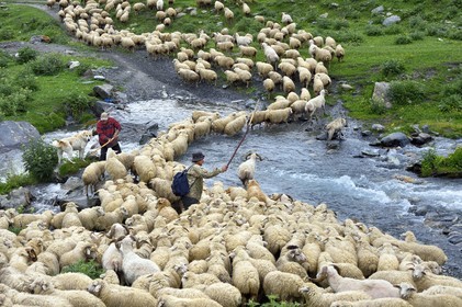 Georgia, Kakheti, Tusheti National Park, Alazani River Valley in the mountains of Pirikiti, Parsma (Baso), shepherd and his flock of sheep crossing the river
