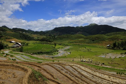 Vietnam, Lao Cai province, Sapa district, Ta Phin valley,  rice plantations in terraces by the Black Hmong minority group