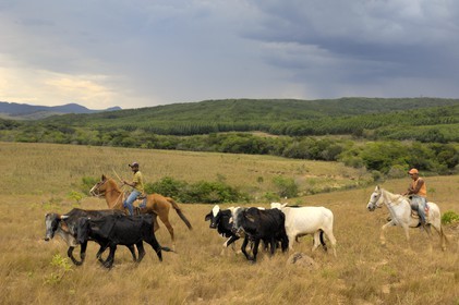 Brésil, Etat du Minas Gerais, région de Carrancas au sud de Sao Joao del Rei, cowboys (Route de l'or, Estrada Real)