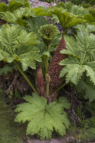 France, Côtes-d'Armor, Plouguiel, the Kestellic Botanical Garden, classified as a remarkable garden, Gunnera sole genus of herbaceous flowering plants in the family Gunneraceae