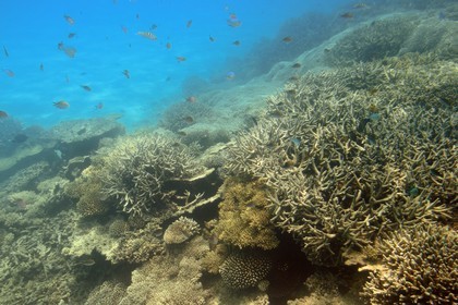 France, Ile de Mayotte, Grande-Terre, récif de corail dans la lagune face à la pointe Saziley  sur la cote Est