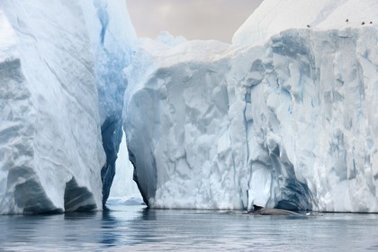 Greenland, west coast, Disko Bay, Ilulissat, icefjord listed as World heritage by UNESCO that is the mouth of the Sermeq Kujalleq Glacier, humpback whale (Megaptera novaeangliae)