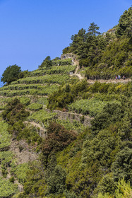 Italie, Ligurie, Cinque Terre, parc national des Cinque Terre classé Patrimoine Mondial de l'UNESCO, randonneurs sur le sentier GR 586 passant dans le vignoble en terrasse entre Corniglia et Volastra au dessus de Manarola