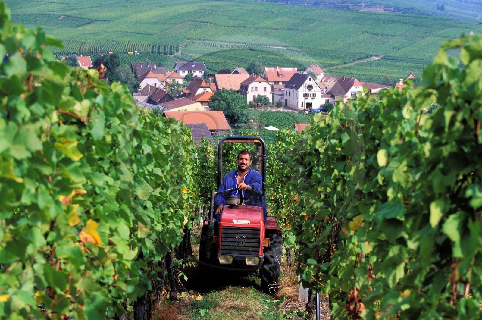 France, Haut Rhin, the Alsace Wine Route, Hunawihr village, labelled Les Plus Beaux Villages de France (The Most Beautiful Villages of France), tractor in the vineyard during the harvest