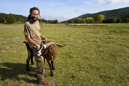 France, Var, Massif des Maures, Collobrières, plateau Lambert, the shepherd Laurent Ripert with his ram