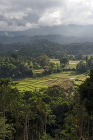 Sri Lanka, province du centre, district de Matale, rizières