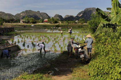 Vietnam, Ninh Binh province nicknamed Inland Halong Bay, transplanting rice in a ricefield