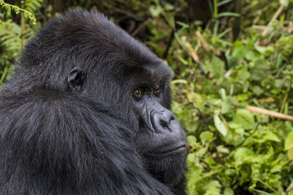 Rwanda, Province du Nord, Parc National des Volcans dans la chaine des Monts Virunga, mont Karisimbi, gorille des montagnes (Gorilla beringei beringei) du groupe Susa, male appelé dos argenté (silverback)