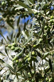 France, Corse du Sud, Alta Rocca, Sainte-Lucie-de-Tallano (Santa Lucia di Tallà), olives germaines de Tallano