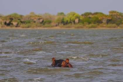 Tanzanie, Reserve de gibier de Selous une des plus grandes zones protégées au monde et inscrite sur la liste du patrimoine mondial de l’Unesco depuis 1982, hippopotame sur le lac Nzerakera formé par la rivière Rufiji