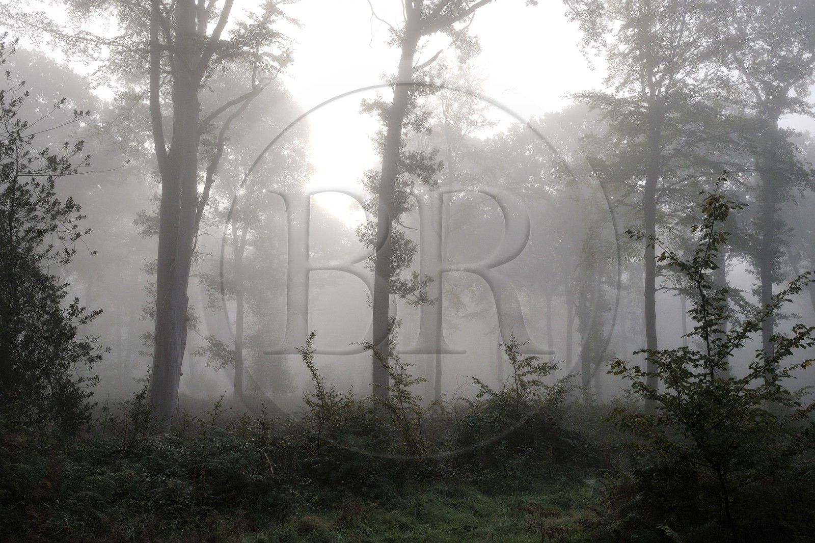 France, Seine-Maritime (76), forêt dans la brume aux alentours de Saint-Martin-de-Boscherville