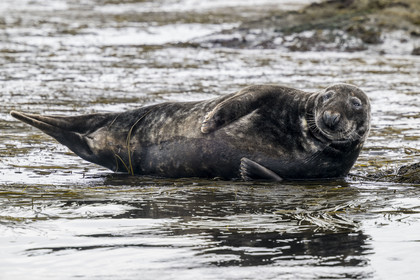 France, Finistère, Penmarch, Étocs archipelago, gray seal (halichoerus grypus)