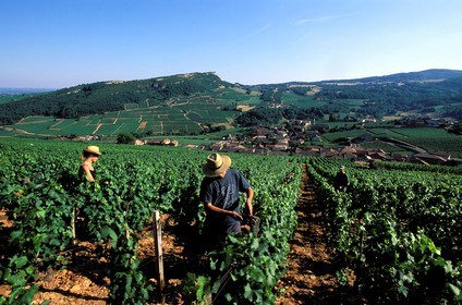 France, Saône-et-Loire (71), le village de Vergisson et la roche de Solutré, travail de le vigne