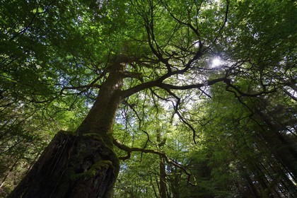 France, Morbihan, forest of Broceliande, Trehorenteuc, very old beech tree in the Val sans retour (Valley of No Return)