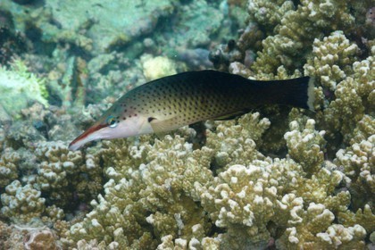 France, île de la Réunion, le récif corallien du lagon de la plage de Saint-Gilles et de l'Ermitage (vue sous-marine)