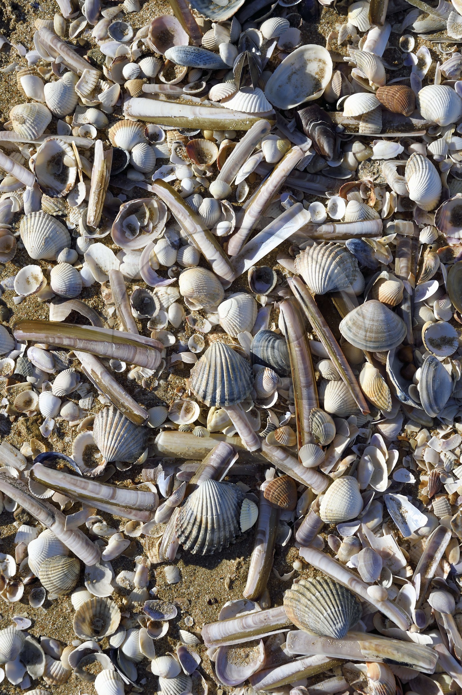 France, Calvados (14), Pays d'Auge, la côte Fleurie, Cabourg, la plage de la station balnéaire