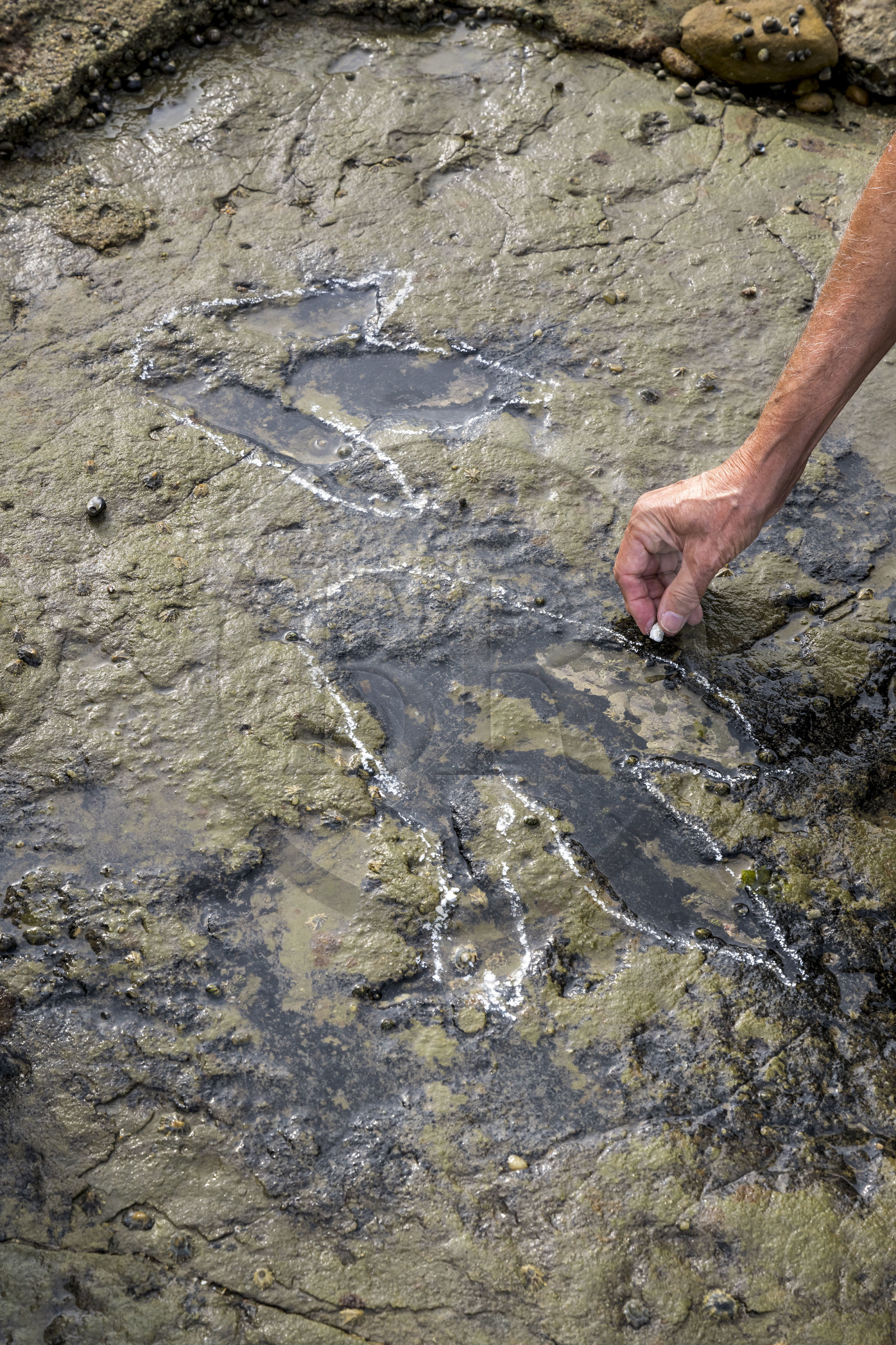 France, Vendée (85), Talmont-Saint-Hilaire, la Pointe du Payré, estran du site du Veillon à marée basse, Jack Guichard marque à la craie les traces fossiles tridactyles de dinosaures bipèdes datées d'environ 200 millions d’années
