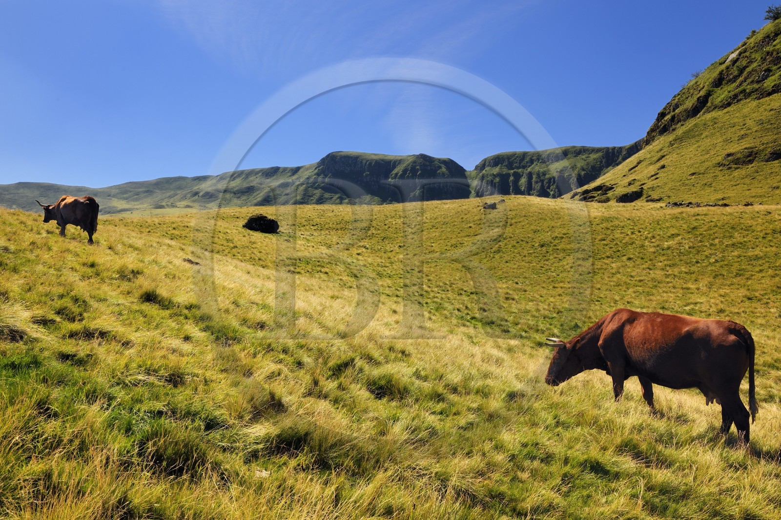 France, Cantal (15), monts du Cantal, Parc Naturel Régional des Volcans d' Auvergne, Puy-Mary, vache de race salers et les Fours de Peyre Arse en arrière plan