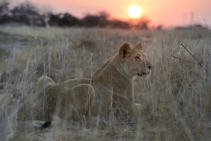 Zimbabwe, province des Midlands, Gweru, Antelope Park qui abrite ALERT (African Lion and Environmental Research Trust), jeune lionne (panthera leo)