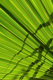 France, Reunion island (French overseas department), Petite Ile, tropical garden, palm tree