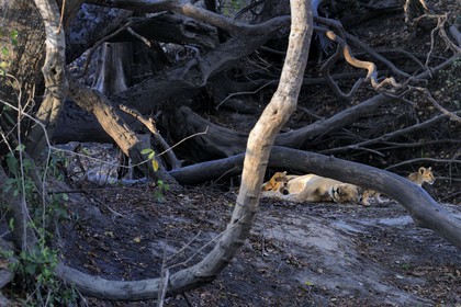 Tanzania, Selous Game Reserve is one of the largest fauna reserves of the world and designated a UNESCO World Heritage Site in 1982, lioness with it's lion cubs