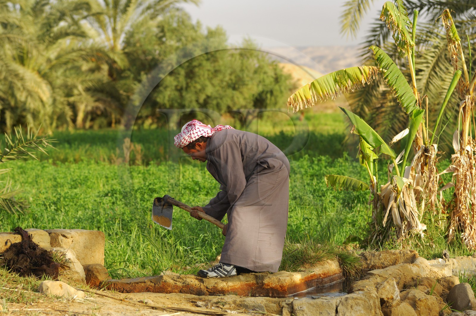 Egypte, Basse-Egypte, désert libyque, oasis de Bahariya (Bahareyya), la palmeraie, agriculteur sur le terrain