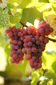 France, Bas Rhin, the vineyard at the foot of Castle Ortenbourg