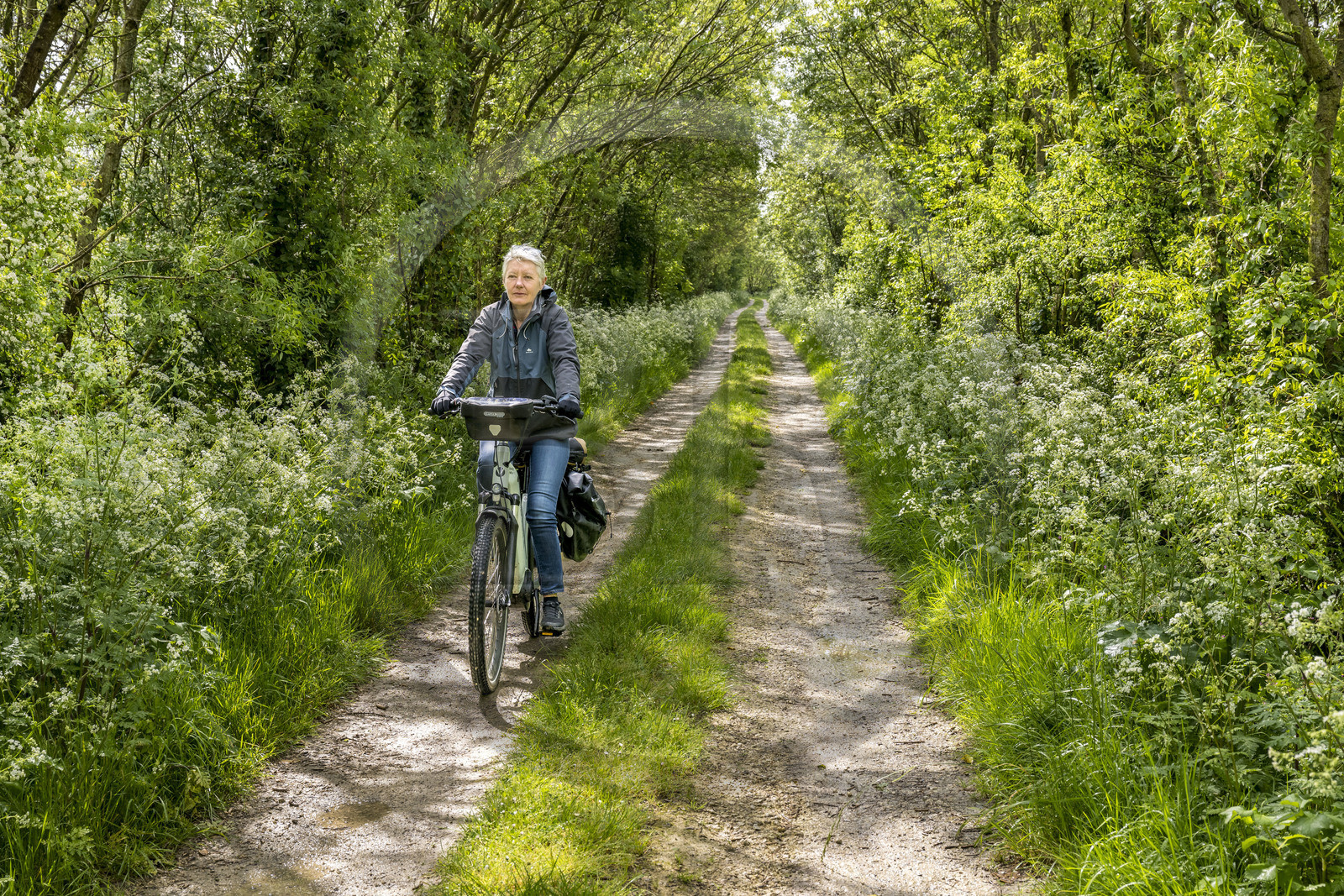 France, Vendee, Parc Interregional du Marais Poitevin labellised Grand Site de France (Interregional Park of the Marais Poitevin labelled Great Site of France), Maillezais, cycling on the Vendée Vélo Tour cycle route which crosses the marsh