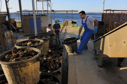 France, Herault, Bouzigues, Bassin de Thau, oyster and mussels farm from the Balmefrezol company at the place called La Catonnière facing Mont Saint Clair, unloading oysters