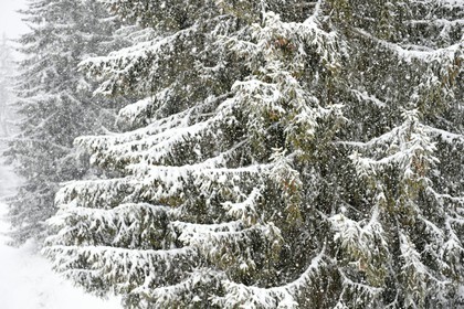 France, Haute Savoie, Les Carroz d'Araches, firs snow covered