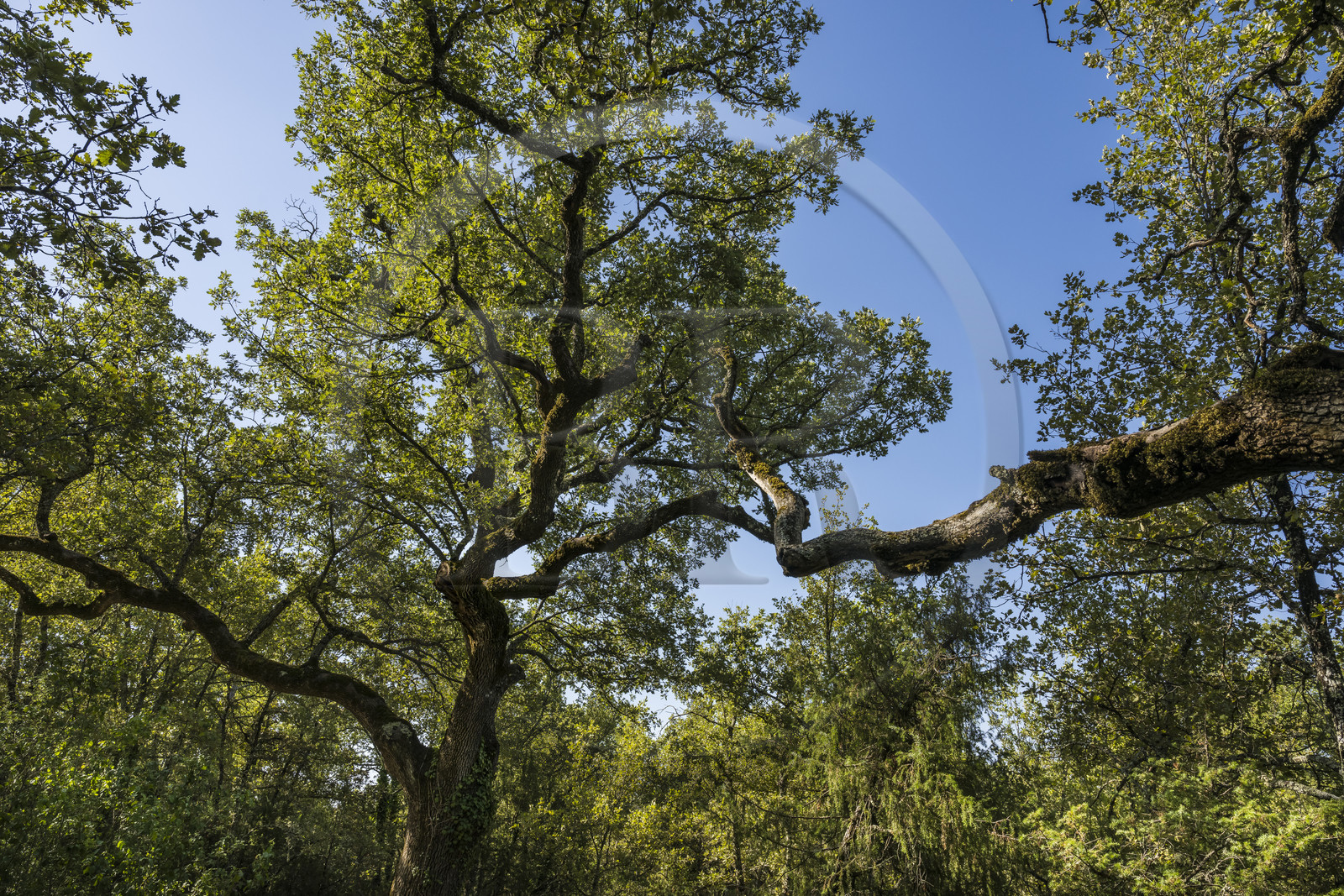 France, Var (83), Provence Verte, Bras, Académie du Bain de Forêt Provençale, forêt du domaine Le Peyrourier - une campagne en Provence
